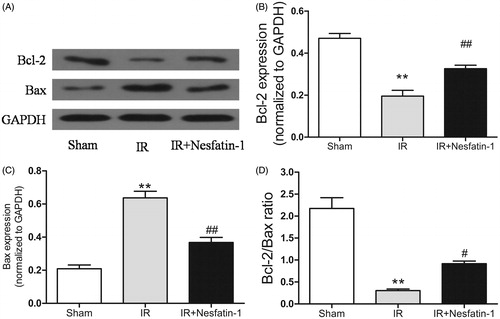 Figure 6. Effects of nesfatin-1 on Bcl-2 and Bax expression, and Bcl-2/Bax ratio at 24 h after reperfusion. (A) Representative western blots of Bcl-2 and Bax expression. (B and C) Quantitative analyses of the band density of Bcl-2 and Bax. (D) Alterations in the Bcl-2/Bax ratio. **p < 0.01 versus the sham group and #p < 0.05 versus the I/R group and ##p < 0.01 versus the I/R group.