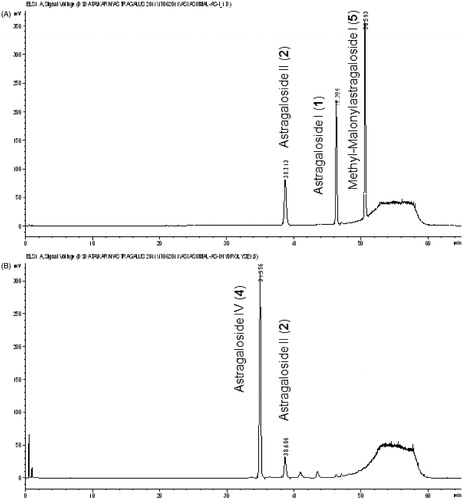 Figure 4. HPLC–ELSD chromatograms of a reference mixture of astragaloside I (AGS-I) (1), AGS-II (2) and methyl-malonyl-AGS-I (5) before (A) and after (B) treatment with ammonia R.