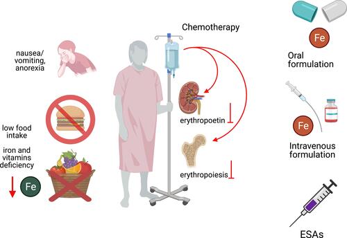 Figure 2 Pathogenesis of chemotherapy-induced anemia and therapeutic strategies. Chemotherapy-induced anemia is related to the toxic effect of anticancer treatments on bone marrow or to a nephrotoxic effect, which negatively influence EPO production. Additionally, anticancer treatments can induce gastro-enteric side effects, such as anorexia, nausea, and vomiting, and diarrhoea, which lead to iron and vitamins deficiency. Thus, treatment includes ESAs, iron therapy (oral or intravenous iron) and nutritional support. Figure was created in BioRender.com.