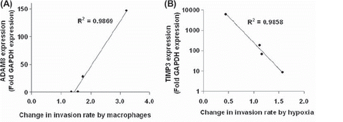 Figure 4. Correlations between ADAM8 and TIMP3 expressions in cancer cells and changes in invasion rate either by macrophages or by hypoxia. (A) ADAM8 expression in different cancer cell lines (dots) correlates with their response in invasion rate as the cancer cells are co-cultured with macrophages (p = 0.006, N = 4). (B) TIMP3 expression in different cancer cell lines (dots) correlates negatively with changes in invasion rate induced by hypoxia (p = 0.007, N = 4).