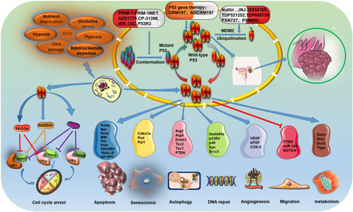 Figure 2 Cellular functions of P53 in ovarian cancer. P53 is activated to regulate the expression downstream genes to induce a series of cellular responses, such as cell cycle arrest, apoptosis, senescence, autophagy, DNA repair, angiogenesis, migration and metabolism in different types of extracellular and intracellular stress (eg, nutrient deprivation, telomere erosion, hypoxia, DNA damage, ribosomal stress, and oncogene activation). The primary treatment strategy for patients with ovarian cancer with P53 mutations is focused on restoring WT-P53 function to mutant P53, Blocking the interaction of WT P53 with MDM2/MDM4, and gene therapy with P53.
