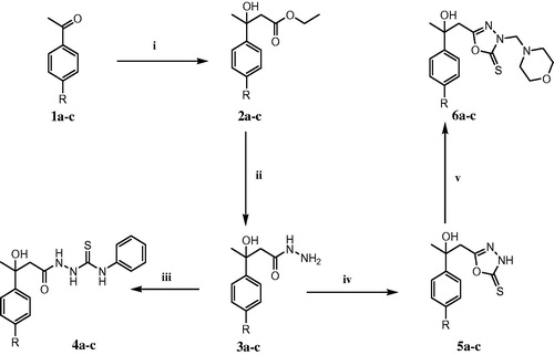 Scheme 1. Synthetic pathways for the target compounds. For 1–6: a, R = hydrogen; b, R = methyl; c, R = chloro. Reagents and conditions: (i) ethyl bromoacetate/Zn/benzene; (ii) NH2NH2.H2O/absolute ethanol/reflux; (iii) phenyl isothiocyanate/ethanol/reflux; (iv) CS2/KOH/reflux; (v) HCHO 40%/morpholine.