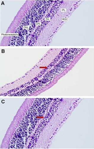 Figure 2 Micrographs of hematoxylin-eosin staining for one rat in each treatment group.