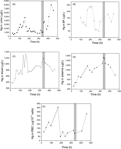 Fig. 4.  Profiles of mercury (Hg) concentrations in different sampled matrices [(A) urine; (B) bronchoalveolar fluid (BF); (C) blood; (D) plasma; (E) red blood cells (RBC)] throughout the biomonitoring period (days 1–19) in hours (h). The hatched bar indicates the 24-h chelation challenge test.