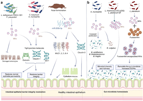 Figure 7. Bacterial membrane vesicles (MVs) repair the intestinal epithelial integrity and restore gut microbiota homeostasis.