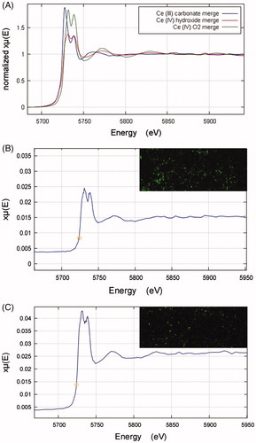 Figure 8. (A) XANES Ce LIII spectra for cerium standard samples of Ce2(CO3)3, Ce(OH)4, and CeO2. (B–C) XANES Ce LIII spectra derived from cerium-rich pixels of elemental µ-XRF maps of lung tissue sections from rats exposed to the CeO2NP aerosols for two weeks at 3 d (B, A combination of 4 pixels) and 7 d (C, A combination of 6 pixels) post-exposure. The top right-hand corner images in B and C are the associated elemental µ-XRF maps of cerium in lung tissue samples from animals post-exposure. Data obtained using the I18 beamline at the Diamond Light Source (pixel size 4 µm × 4 µm).