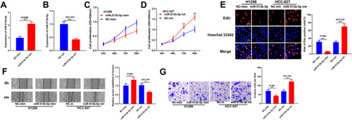 Figure 4 Effects of miR-513b-5p on proliferation and metastasis of NSCLC cells in vitro. (A) qRT-PCR was used to determine the transfection of miR-513b-5p mimics into H1299 cell line. (B) qRT-PCR was used to determine the transfection of miR-513b-5p inhibitors into HCC-827 cell line. (C and D) CCK-8 was used to determine the effects of miR-513b-5p mimics and inhibitors on the proliferation of NSCLC cells. (E) EdU assay was used to determine the effects of effects of miR-513b-5p mimics and inhibitors on the proliferation of NSCLC cells. (F) Wound healing assay was used to determine the migration of NSCLC cells transfected with miR-513b-5p mimics and inhibitors. (G) Transwell assay was used to determine the effects of miR-513b-5p mimics and inhibitors on the invasion of NSCLC cells. *, **, ***Represent P < 0.05, P < 0.01 and P < 0.001 respectively.