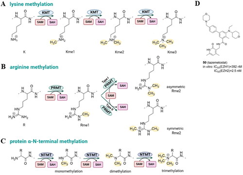 Figure 7. Protein lysine methylation catalyzed by lysine methyltransferases (KMTs) (A); protein arginine methylation catalyzed by protein arginine methyltransferases (PRMTs) (B); N-terminus methylation catalyzed by N-terminal methyltransferases (NTMTs) with S-adenosyl methionine (SAM) as the methyl group donor (C); tazemetostat – KMT inhibitor approved by FDA (D).