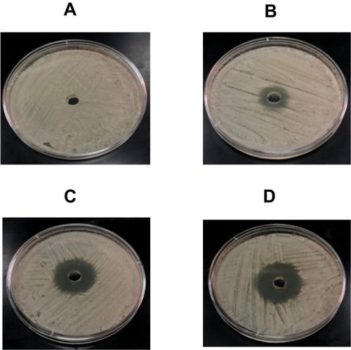 Figure 3 Anti-Candida activity of MG by agar well diffusion method. (A) Vehicle control, (B) 12.5 µg, (C) 25 µg and (D) 50 µg of MG.