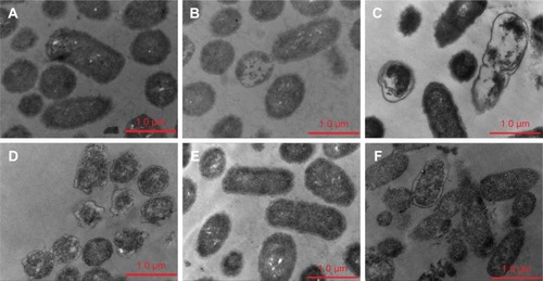 Figure 2 TEM micrographs of S. pneumonia ATCC 49619 treated with negative control (A), 0.5× MIC (B), 1× MIC (C), 2× MIC (D) of PEGylated Nano-BA12K, BA solution (E), and Penicillin G (F) for 2 hours.Abbreviations: TEM, transmission electron microscopy; MIC, minimal inhibitory concentration; BA, bacitracin A.