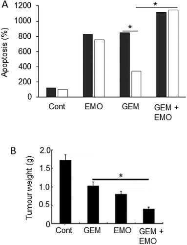 Figure 10. Effects of a nutraceutical compound on PDAC: Emodin. A. Bxpc-3 cells and their gemcitabine-resistant versions (Bxpc-3/Gem) (black and white bars, respectively). Effects of treatment of cells with emodin (EMO), gemcitabine (GEM) and their combination (GEM + EMO) on apoptosis. Data are plotted as a percentage of the control level for Bxpc-3 cells (at 100%). The effect of the combination was significantly greater than gemcitabine alone, but on the resistant cell line only (P < 0.05). The GEM-resistance of the Bxpc-3/Gem cell line was confirmed by significant lack of apoptotic response (P < 0.05). Replotted from data given in Zhang, W. et al. (Citation104). B. Orthotopically induced pancreatic cancer in mice, treated with GEM, EMO and their combination. Tumor weights (in grams) were determined and compared with tumor-bearing control animals treated with saline only (Cont). The effect of the combination was significantly greater than gemcitabine alone (P < 0.05). Modified from Lin, SZ. et al. (Citation106), where further details can be found.