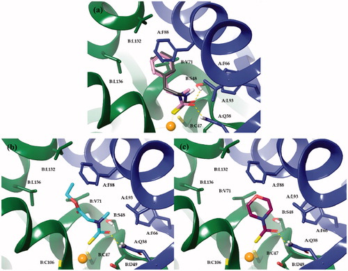 Figure 2. Docked orientations of compounds 2 and 9 (a); 8 (b) and 10 (c) within MgCA active site. Monomer A and B are coloured blue and green, respectively.