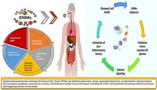 Figure 4 The fate of ENMs, their effects and cycle in human body.