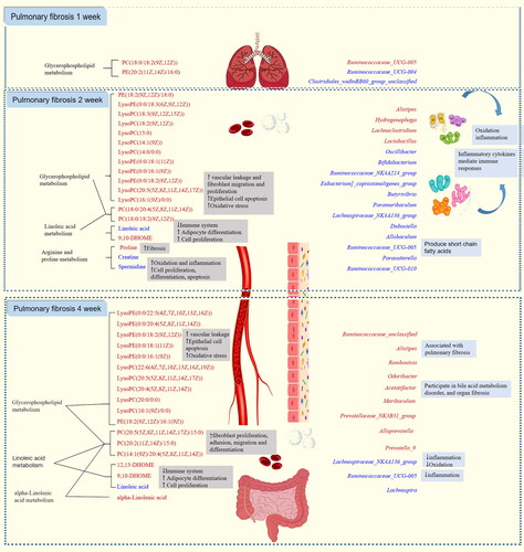 Figure 10. Study on the progression of pulmonary fibrosis disease based on metabolomics and intestinal flora. The red and blue characters in the figure indicate increased and decreased metabolite and intestinal flora abundance in each model group compared with the blank group, respectively.