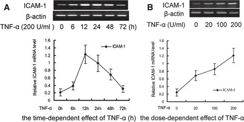 Figure 1.  RT-PCR analysis of TNF-α-induced ICAM-1 expression in HUVEC. (A) Cells were treated with TNF-α (200 U/mL) for 6, 12, 24, 48, 72 h. (B) Cells were treated with various concentrations (20, 100, 200 U/mL) of TNF-α for 12 h. The band intensities were assessed by scanning densitometry. Data were presented as means ± S.D. of three independent experiments. One-way analysis of variance was used to compare the multiple group means followed by Newman–Keuls test (*p < 0.05, **p < 0.01, vs. control group).