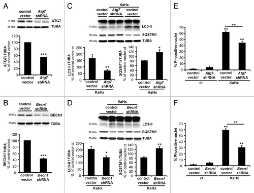 Figure 5. Inhibition of autophagy by downregulation of ATG7 or BECN1 protects cultured cortical neurons against kainate-hypoxia treatment. (A and B) Representative immunoblots and corresponding quantifications showing that lentiviral transduction of shRNAs against (A) Atg7 or (B) Becn1 reduces the expression of ATG7 (53 ± 2%) or BECN1 (43 ± 2%), respectively, compared with control vector-transduced neurons. Values are mean ± SEM, ***P < 0.001, Wilcoxon test. n = 4 independent experiments. (C and D) Downregulation of ATG7 or BECN1 inhibits autophagy induced 6 h after KaHx. (C) ATG7 downregulation significantly reduces LC3-II (control vector KaHx: 163 ± 30%, Atg7 shRNA KaHx: 68 ± 10%, Kruskal-Wallis test, n = 6 independent experiments) as occurs to a lesser extent with (D) BECN1 downregulation (control vector KaHx: 205 ± 22%, Becn1 shRNA KaHx: 140 ± 15%, ANOVA, n = 5 independent experiments). Knockdown of either protein is however enough to completely block SQSTM1 degradation following KaHx (for ATG7: control vector KaHx: 81 ± 2%, Atg7 shRNA KaHx: 116 ± 12%, n = 5 independent experiments; for BECN1: control vector KaHx: 82 ± 4%, Becn1 shRNA KaHx: 123 ± 7%, Welch ANOVA, n = 7 independent experiments). Values are mean ± SEM expressed as a percentage of control (ct)-stimulated neurons transduced with control vector, **P < 0.01, ***P < 0.001. (E and F) Transduced neurons with Atg7 and Becn1 shRNAs are less sensitive to KaHx than control vector-transduced neurons as demonstrated by a significant decreased number of PI-positive nuclei 6 h after the stimulation (for ATG7: control vector: 2 ± 0.7%, Atg7 shRNA: 5 ± 2%, control vector KaHx: 62 ± 2%, Atg7 shRNA KaHx: 46 ± 3%; for BECN1: control vector: 2 ± 0.8%, Becn1 shRNA: 5 ± 1%, control vector KaHx: 59 ± 2%, Becn1 shRNA KaHx: 30 ± 4%). Values are mean ± SEM expressed as a percentage of all nuclei (Hoechst-stained). **P < 0.01, Steel-Dwass test, n = 8 independent experiments.