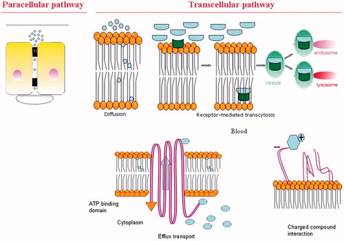 Figure 3. Physiological crossing of the BBB. Representation of the paracellular route and transcellular routes such as carrier-mediated endocytosis, efflux pumps, receptor-mediated endocytosis and adsorptive-mediated transcytosis.
