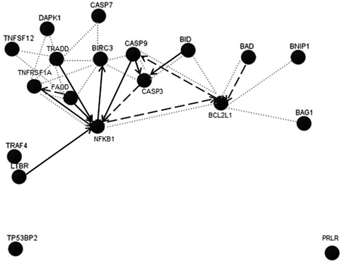 Figure 4. Pathway analysis of significantly changed hepatic genes in the apoptotic pathway in AMG-treated rats. Only genes with changes >2-fold (up-regulation) after 14 days of AMG treatment were included in analysis for trends in the apoptotic panel of genes. Arrows indicate known associations and do not represent how genes are regulated by AMG. Solid lines = up-regulation; dashed lines = down-regulation; dotted lines = physical interaction. Analysis was performed using Gene Network Central Pro software (SABiosciences).