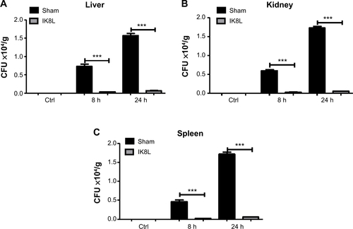 Figure S1 IK8L decreased the dissemination of infection.Notes: (A–C) The liver, spleen, and kidneys showed significantly decreased bacterial burdens after infection with Kp in IK8L-treated mice compared with sham-treated mice. IK8L-treated mice and sham-treated mice were infected with 1×105 CFU/mouse Kp at 8 and 24 hours. Fresh tissues were homogenized in PBS. The same amounts of tissue were evaluated for testing bacterial colonies and the unit is CFU/g. The data are representative of four mice per group. ***P<0.001; Mann–Whitney U-test.Abbreviations: CFU, colony-forming unit; Ctrl, control; h, hours; Kp, Klebsiella pneumoniae; PBS, phosphate-buffered saline.