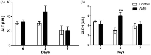 Figure 3. AMG-induced changes in serum levels of liver enzymes. (A) ALT and (B) GLDH in rats treated with AMG (125 mg/kg/day) compared to control rat values. Open bars = control group; solid bars = AMG-treated group. Values shown are mean (±SEM) (n = 4). **p < 0.01 as compared to control (two-way ANOVA).