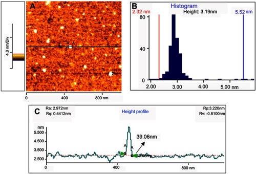 Figure 4 AFM image (A), height distribution (B) and lateral size distribution (C) of the curcumin nanoparticles deposited on freshly cleaved mica substrate.Abbreviation: AFM, atomic force microscope.