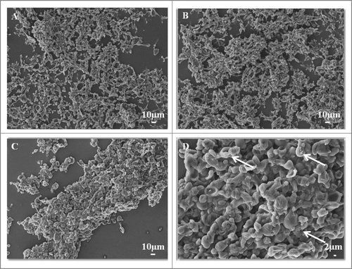 Figure 4. SEM images of mature biofilms of P. brasiliensis (Pb 18), in different dimensions, formed after incubation for 144 h at 37°C (A–D). In the arrows in Figure 4D showing the presence of extracellular matrix.