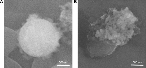 Figure 6 Interactions of Ag-MSNs@CHX with bacteria.Note: Scanning electron microscopic images of Ag-MSNs after incubation with (A) S. aureus and (B) E. coli for 3 hours.Abbreviations: Ag-MSNs@CHX, chlorhexidine-loaded, silver-decorated mesoporous silica nanoparticles; S. aureus, Staphylococcus aureus; E. coli, Escherichia coli.
