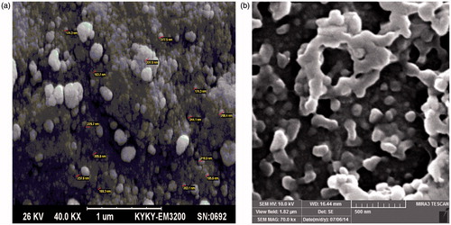 Figure 5. Scanning electron microscopy of (a) NIPAAM–DMAEMA copolymers and (b) DOX-loaded nanocomposite.