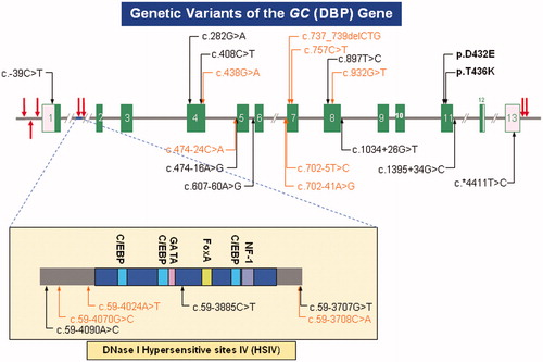Figure 1. Genetic variants of the vitamin D-binding protein gene (GC). Shown in this schematic are the 13 exons (coding regions as green bars and untranslated sequences as pink boxes), separated by variable length introns (horizontal grey line, interrupted). Also shown are the DNase I hypersensitive sites (vertical red arrows). Extensively involved in control of gene expression, Site IV (HSIV), located in Intron I, is depicted in greater detail. Binding elements specific for Ccaat-enhancer-binding proteins (C/EBP, blue), GATA transcription factors (GATA, pink), hepatocyte nuclear factor 3-alpha (FoxA, lime) and nuclear factor-1 (NF-1, purple) are indicated. Besides the common missense SNPs – c.1296T > G specifying p.D432E, and c.1307C > A specifying p.T436K – there are a number of other well documented (black) and novel (orange) single-nucleotide variants scattered throughout the gene of relevance to future genetic association studies.