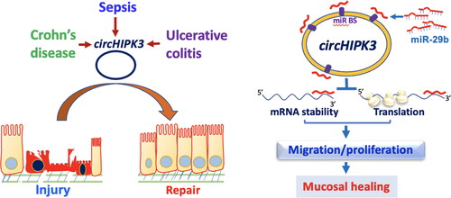 Figure 3. Model proposed to explain the influence of circHIPK3 upon intestinal epithelial repair after wounding. The levels of circHIPK3 are markedly altered in the intestinal mucosal tissues from patients with sepsis, Crohn’s disease, and ulcerative colitis. Increased circHIPK3 plays an essential role in intestinal mucosal repair after injury via interaction with miR-29b.
