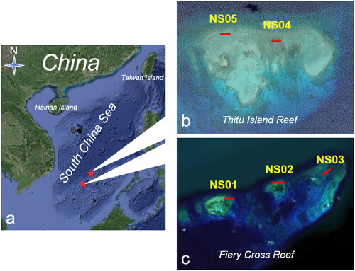 Figure 1. Study area and surveyed reefs. NS01, NS02 and NS03 located on Fiery Cross Reef, NS04 and NS05 located on Thitu Island Reef. The red lines represent approximately the position of the transects.