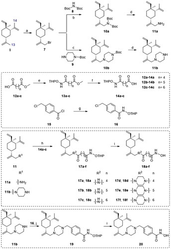 Scheme 1. Synthetic routes of the title compounds 18a–f and 20. Reaction conditions and reagents: (a) NBS, AcOH, CH2Cl2, 0 °C to rt, 9 h; (b) Cs2CO3, DMF, Bis(tert-butoxycarbonyl)amine, 60 °C, 10 h; (c) DIPEA, DMF, 1-Boc-piperazine, 60 °C, 10 h; (d) CF3CO2H, 0 °C ∼ rt, 5 h; (e) EDCI, HOBT, DIPEA, DMF, NH2OTHP, rt, 5 h; (f) NaOH (aq), CH3OH, rt, 2 h; (g) CH2Cl2, NH2OTHP, 0 °C, 3 h; (h) EDCI, HOBT, DIPEA, DMF, rt, 5 h; (i) TsOH·H2O, CH3OH, rt, 8 h; (j) DIPEA, DMF, 16, 60 °C, 6 h.