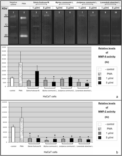 Figure 4.  Effect of essential oils on MMP-9 and MMP-2 activities of keratinocytes. HaCaT human skin keratinocytes were treated with essential oils at 1 and 5 µL/mL concentrations in the culture medium, together with 10 ng/mL of PMA, a well-known MMP-9 inducer. Untreated HaCaT and PMA-treated cells represent the negative and positive control, respectively. Gelatinolytic activities seen on 92 and 72 kDa areas represent the MMP-9 (a) and MMP-2 (b) activities, respectively (*Statistical difference with the positive control; p < 0.005).