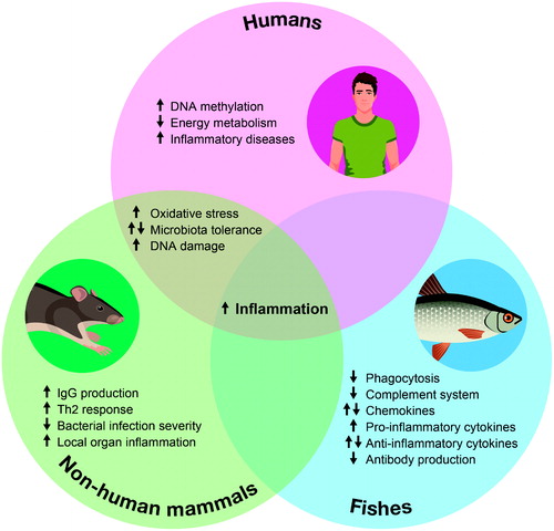 Figure 3. Impacts of glyphosate and glyphosate-based herbicides on fish and mammal immune system. Venn diagram summarizing the reported effects of glyphosate and glyphosate-based herbicides on the immune system of humans, non-human mammals and fishes, respectively represented in pink, green and blue circles. Arrows indicate the direction of the alteration: ↑ indicates a tendency in favor of an increase in the phenomenon, ↓ indicates a tendency in favor of a decrease in the phenomenon, ⇅ indicates no clear tendency, with some reports of an increase and some reports of a decrease in this phenomenon.