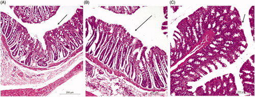 Figure 3. Morphology of rabbit rectal mucosa: (A) control, (B) 8 h after administration of FG and (C) 8 h after administration of TG.