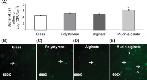 Figure 3. Effect of glass, polystyrene, alginate and mucin–alginate packing material on bacterial cell adhesion of L. fermentum NCIMB 5221. (A) L. fermentum NCIMB 5221 cell adhesion on glass, polystyrene, alginate and mucin–alginate packing material was measured by plate counting (log (CFU/cm2)). (B-D) Live/dead fluorescence assay images of L. fermentum NCIMB 5221 on (B) glass, (C) polystyrene, (D) alginate and (E) mucin–alginate packing materials. Viable cells fluoresced green (as indicated with an arrow). Original magnification was 600X. A 1% (v/v) bacterial inoculum of L. fermentum NCIMB 5221 was added to, respectively, glass, polystyrene, alginate and mucin–alginate beads suspended in MRS broth supplemented with 0.2 M CaCl2. Beads in solution were incubated 24 h at 37°C in 5% CO2 and stirred at 50 rpm. All experiments were conducted in triplicates. Values are expressed as means ± SEM. *Indicates statistical significance (p < 0.05).
