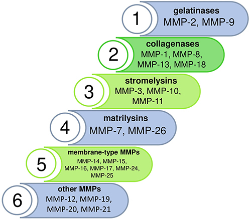 Figure 2 Division of matrix metalloproteinases.
