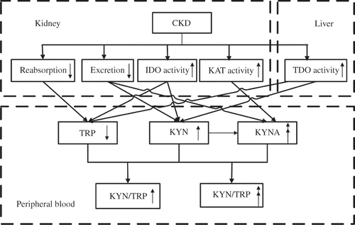 Figure 2. A schematic diagram of the changes of blood TRP, KYN, KYNA, KYN/TRP, and KYNA/TRP in CKD patients. CKD, chronic kidney disease; IDO, indoleamine 2,3-dioxygenase; TDO, tryptophan 2,3-dioxygenase; KAT, kynurenine aminotransferase; TRP, tryptophan; KYN, kynurenine; KYNA, kynurenic acid.
