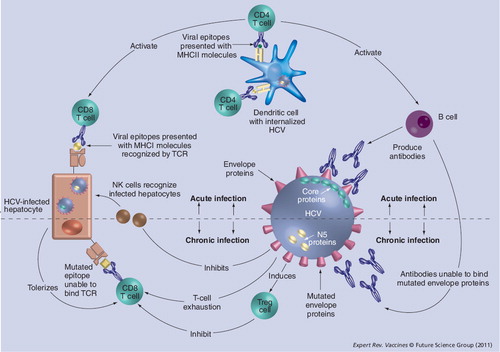 Figure 1. Viral–host immune interactions during acute and chronic HCV infection.HCV: Hepatitis C virus; TCR: T-cell receptor.