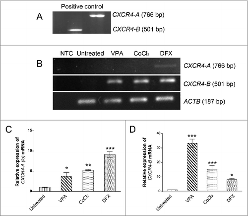 Figure 2. Pretreated Ad-MSCs show high expression level of both CXCR4 variants. The effects of different pretreatments on the expression of CXCR4 variants. (A) CXCR4 variants expression in haematopoietic (HL- 60) cell line used as a positive control. (B) In semi q-RT PCR analysis, CXCR4-A (lo) variant expression was appeared only after treatment of Ad-MSCs with DFX for 24h. All treatments (VPA, CoCl2, and DFX) resulted in overexpression of CXCR4-B variant as compared to untreated control. The ACTB was used as an independent housekeeping-gene for both semi q-RT PCR and real-time RT-PCR. (C and D) Quantitative Real time PCR showed that expression of CXCR4-A (lo) variant was more significantly increased after pretreatment with DFX as compared to other treatments rather than other pretreatments and Untreated control. Interestingly expression of CXCR4-B variant had oscillating pattern among VPA, CoCl2, and DFX pretreatments. * p < 0.05, ** p < 0.01 and *** p < 0.001 was considered significant as compared to untreated control. VPA: valproic acid, CoCl2: cobalt-chloride, DFX: deferoxamine mesylate, ACTB: β actin.