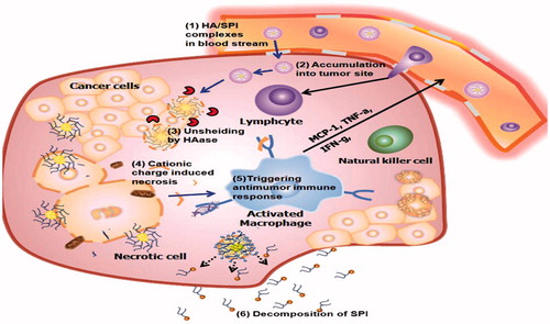 Figure 2. After the HA/SPI complexes react within the tumor tissue in response to the overexpressed HAase, the charge recovery (from negative to positive) happens. The positive charge of SPI, disrupts the integrity of the cell plasma membrane and induces necrosis. The released organelles activate the macrophages at the tumor location. The activated macrophages release cytokines that employee lymphocytes, activated natural killer cells and cytotoxic T lymphocytes. Finally, SPI decomposes into small molecule compounds for excretion without inducing systemic toxicity. Adapted from Yim et al. (Citation2014).