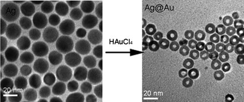Figure 3. Synthesis of core/alloy shell NPs by the replacement reaction between Ag NPs and HAuCl4. (CitationZhang et al. 2008).