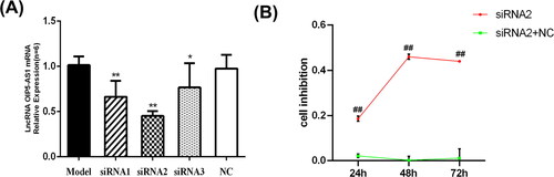 Figure 2. LncRNA OIP5-AS1 knockdown inhibits FLS proliferation. (A) Detection of transfection efficiency of lncRNA OIP5-AS1 siRNAs in FLSs from AA rats by qRT-PCR. (B) Inhibitory effect of lncRNA OIP5-AS1 siRNA on the proliferation of FLSs from AA rats at different times. ##P<0.01 compared to the normal group; *P<0.05 and **P<0.01 compared to the model group. Model: FLSs from AA rats; siRNAs 1, 2 and 3: different lncRNA OIP5-AS1 siRNA sequences; NC: negative control; and siRNA2 + NC: negative control of siRNA2.