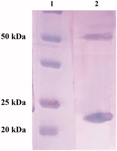 Figure 2. SDS-PAGE of the recombinant NcoCA purified from E. coli cells. Legend: Lane 1, molecular markers; Lane 2, purified NcoCA from His-tag affinity column. NcoCA showed two bands: one corresponding to a monomer with an apparent molecular weight of 22 kDa; the second band showed an apparent molecular weight of 55 kDa.