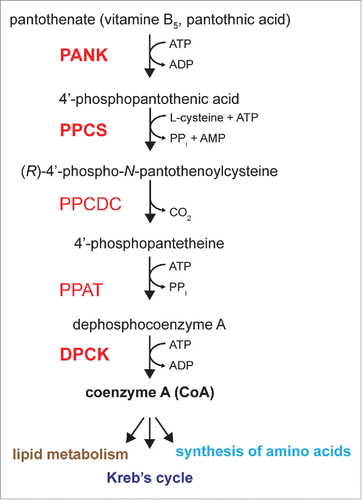 Figure 2. De novo synthesis of CoA is a highly conserved pathway that consists of 5 enzymatic steps: pathothenic acid phosphorylation, cysteine conjugation, decarboxylation, conjugation to an adenosyl group and phosphorylation. In mammals the first step is catalyzed by PANK2 and is the rate-limiting step, while the last 2 steps are catalyzed by CoASY and involve 2 enzyme activities: PPAT (4′-phosphopantetheine adenylyltransferase) and DPCK (dephospho-CoA kinase).