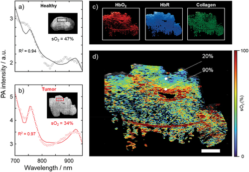 Figure 4. Results of photoacoustic imaging of the angiosarcoma, ex vivo. The spectra in healthy tissue (a) and the tumor (b) were analyzed in the two regions of interest (black and red squares, respectively) indicated in the inset cross-sectional ultrasound images. Spectral unmixing was performed to obtain maps of the relative contributions of the endmembers HbO2, HbR, and collagen (c), from which an oxygen saturation map was generated (d), according to the method outlined above. Scale bar represents 10 mm. R2 represents the coefficient of determination indicating how well the spectral unmixing model fits the data.