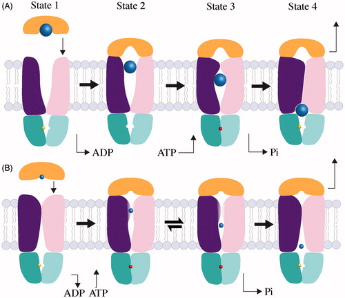 Figure 4. Mechanisms of large and small substrate Type II transporters. The TMD subunits are colored dark purple and pink, the NBD subunits are teal and cyan, the SBP is orange and substrates are light blue. The colors of TMD, NBD, SBP and substrate are the same as in Figure 3. (A) Transport of a large substrate is initiated when substrate-loaded binding protein docks to the periplasmic surface of the transporter. In State 1, the transporter is shown with ADP (yellow) bound, but the nucleotide-free state is conformationally identical. In State 2, we show SBP docking before ATP due to the higher affinity of transporter for loaded SBP in the absence of nucleotide (Lewinson et al., Citation2010) and the slightly more open conformation of the BtuCD-F periplasmic gate in the absence of nucleotide (Joseph et al., Citation2011). State 3 shows that the binding of ATP (red) traps substrate (blue) in a translocation chamber. Post-hydrolysis, the NBDs open allowing the departure of phosphate and the concurrent collapse of the translocation chamber. Substrate is depicted as it is being squeezed into cytoplasm by the transporter progressing toward an occluded complex (State 4). The transport cycle restarts when the occluded complex disassembles. (B) Transport of a small substrate is initiated when loaded SBP binds to the transporter (State 1). Though small substrate has yet to be trapped in a Type II complex, we suspect that substrate cannot be transferred until ATP binds and the periplasmic gate opens (State 2). After transfer, small substrate may be held in an internal cavity comparable to large substrates (State 3). The possibility of reversion from State 3 to State 2 cannot be ruled out, and may be distinct from the sealed cavity of large substrate Type II transporters. After nucleotide is hydrolyzed, the small substrate transporter returns to an apo-like inward-facing state, from which substrate can enter the cytoplasm (State 4).