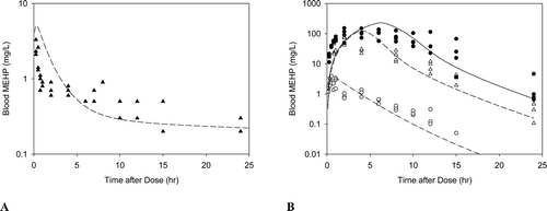 Figure B3.  Free MEHP in the blood of adult rats after an (A)iv dose of 100 mg/kg DEHP, or (B) oral dose of 30, 300, or 500 mg/kg DEHP. Line indicates model simulation. Points represent measurements from individual animals administered (A) 100 mg/kg DEHP iv (Kessler et al., Citation2004) or (B) (o) 30 mg/kg, (Δ) 300 mg/kg, or (•) 500 mg/kg DEHP po (Kessler et al., Citation2004).