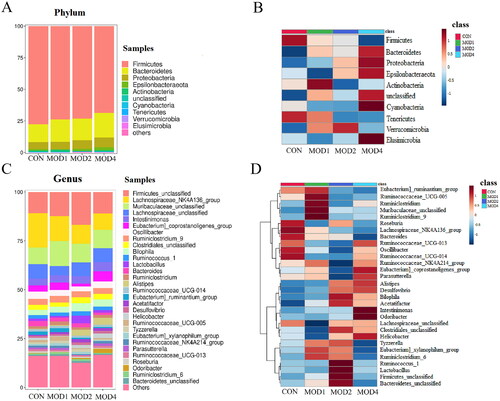 Figure 7. Species composition and cluster analysis of intestinal flora in the course of pulmonary fibrosis in rats (A) The top 10 phylum of intestinal microbiome (B)The heat map of the top 10 phylum; (C) Species composition of the top 30 genera (D) Heatmap of the top 30 genera (n = 6).