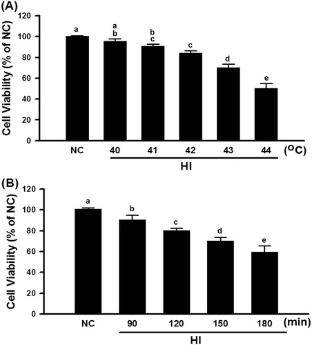 Figure 2. Cell viability of different degrees of temperature and different treatment time in the hyperthermic injury (HI). Cells were immersed in a circulating water bath at indicated periods of temperature (A) and time (B). After hyperthermic injury, cells were immediately incubated in MTT reagent for 4 h at 37 °C, and then analysed by optic density (OD) 450 nm. Data were presented as the means ± SD of three independent experiments and were compared among groups with ANOVA (F test) following by Bonferroni adjusted t-tests (p < 0.05).